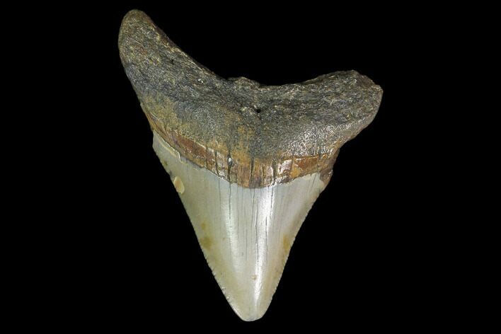 3.00" Fossil Megalodon Tooth - North Carolina